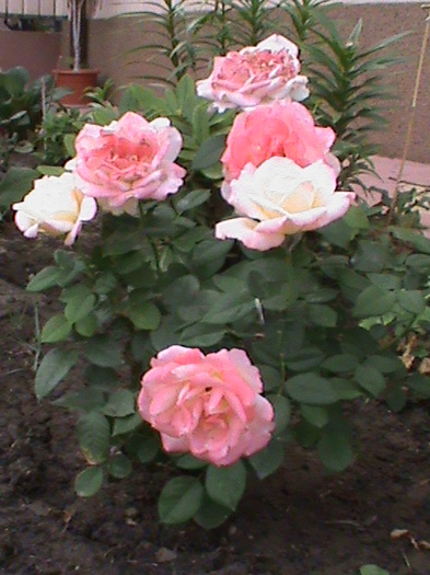 fiji - Trandafiri 2012