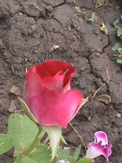 DSC01808 - Trandafiri 2012