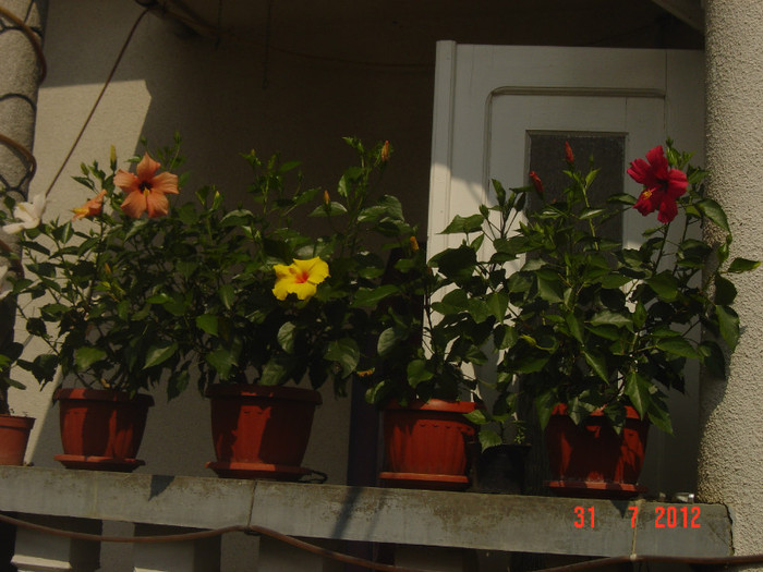 poze 072 - 09-2012-HIBISCUS