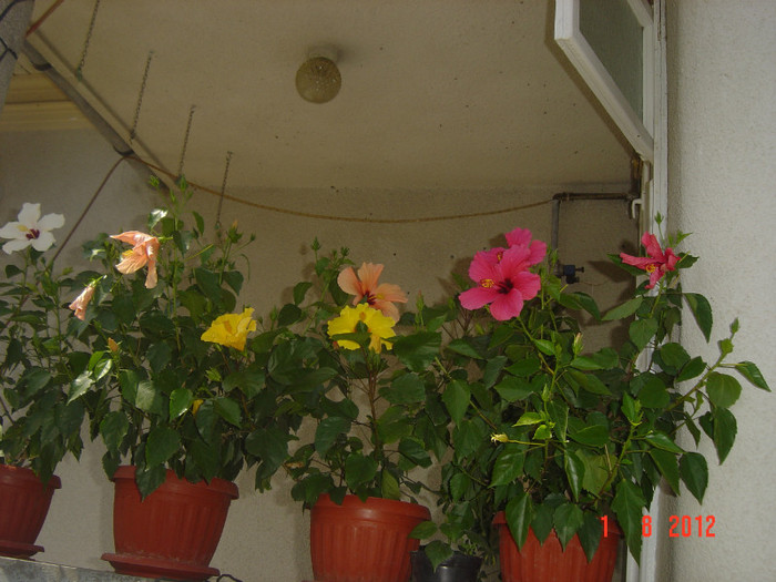 poze 079 - 09-2012-HIBISCUS
