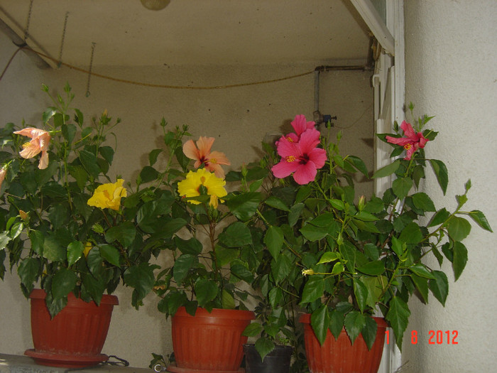 poze 080 - 09-2012-HIBISCUS