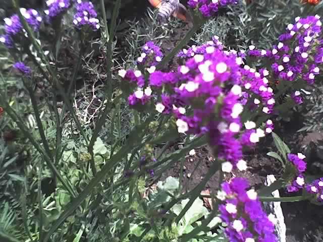 30-07-12_1326 - Sphinx Colibri_pasare sau insecta