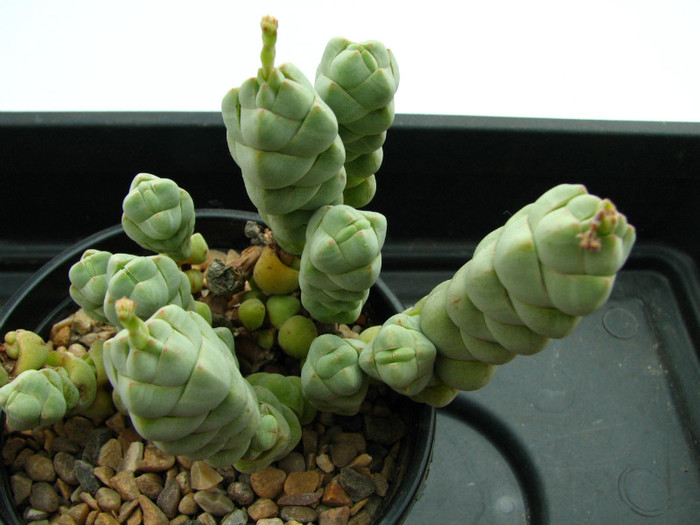 Crassula ata - Crassula