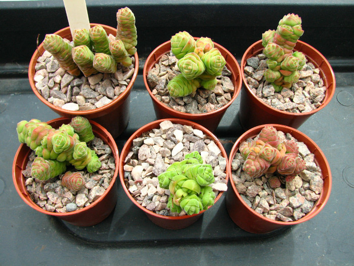 Crassula columnaris