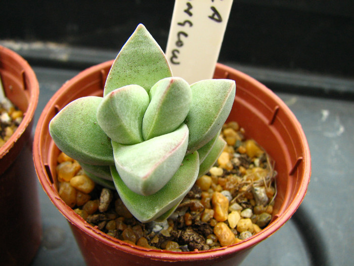 Crassula cv. Moonglow - Crassula