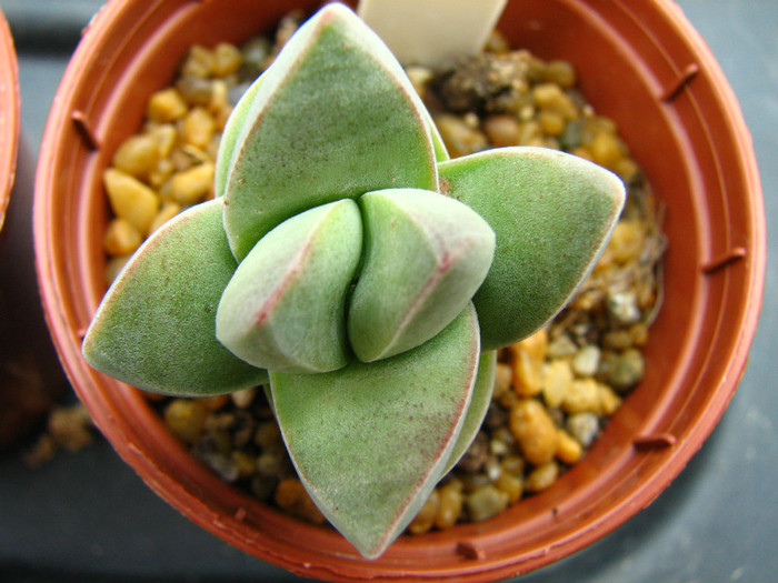 Crassula cv. Moonglow - Crassula