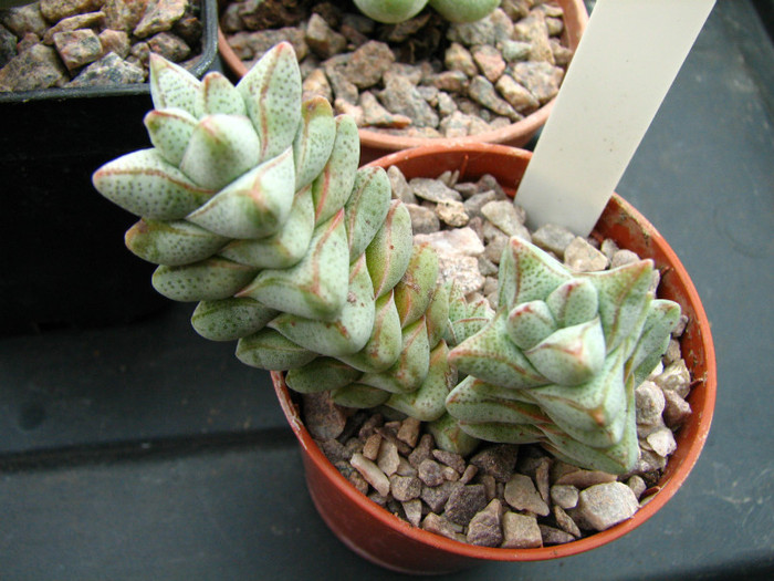 Crassula deceptrix - Crassula