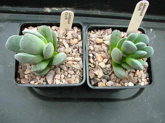 Crassula tecta