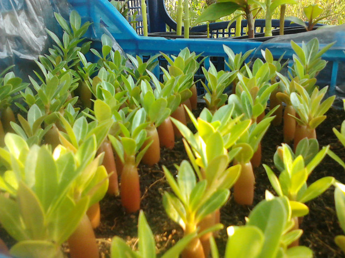 IMG00941 - ADENIUM de vanzare PRIMAVARA 2021 - o noua transa