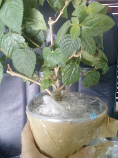 1 august 2012-flori 038