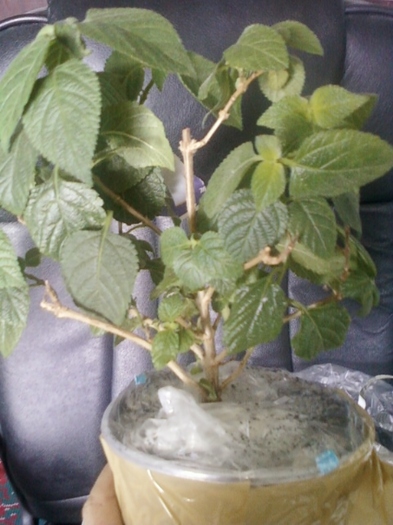 lantana galben+rosu - primite
