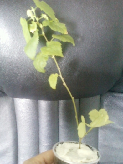 abuti megapotamicum - primite