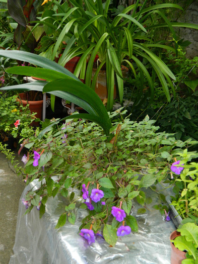 DSCN9638 - IULIE 2012