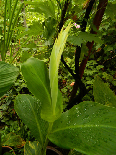 DSCN9656 - IULIE 2012