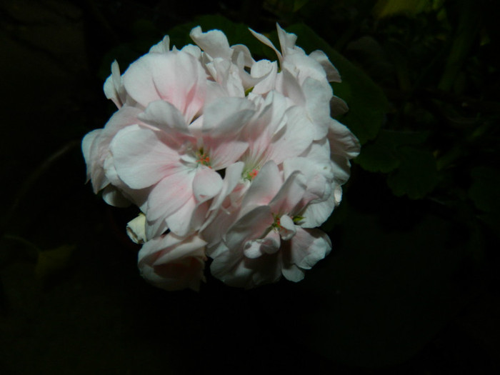 DSCN9659 - IULIE 2012