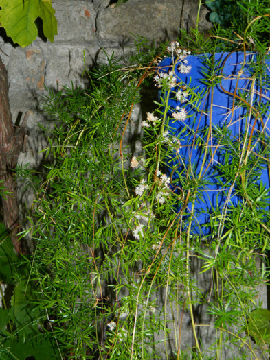 DSCN9667 - IULIE 2012