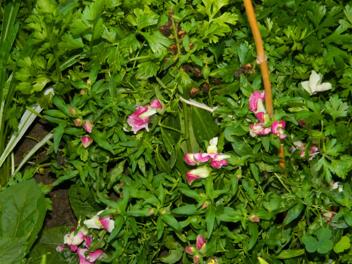 DSCN9670 - IULIE 2012