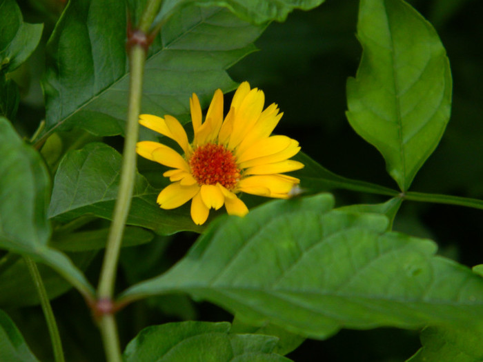 DSCN9682 - IULIE 2012