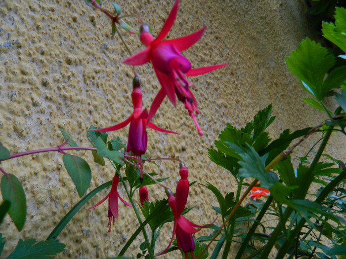 DSCN9702 - IULIE 2012