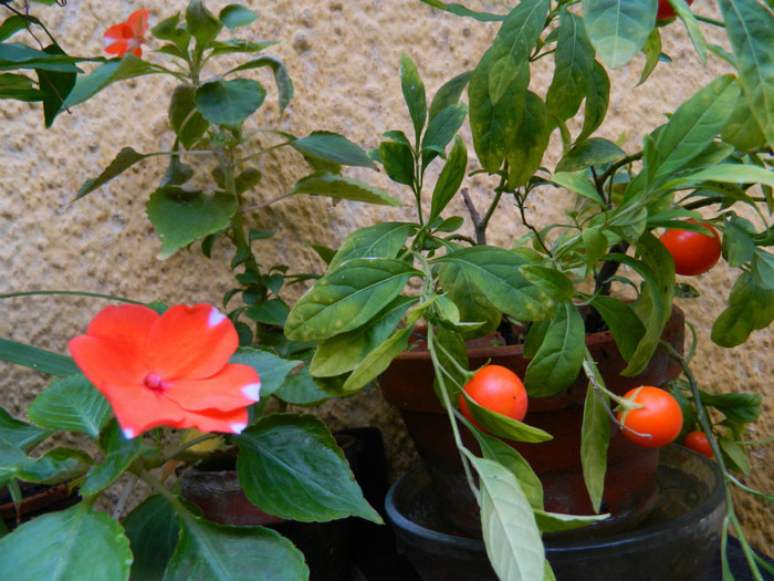 DSCN9703 - IULIE 2012