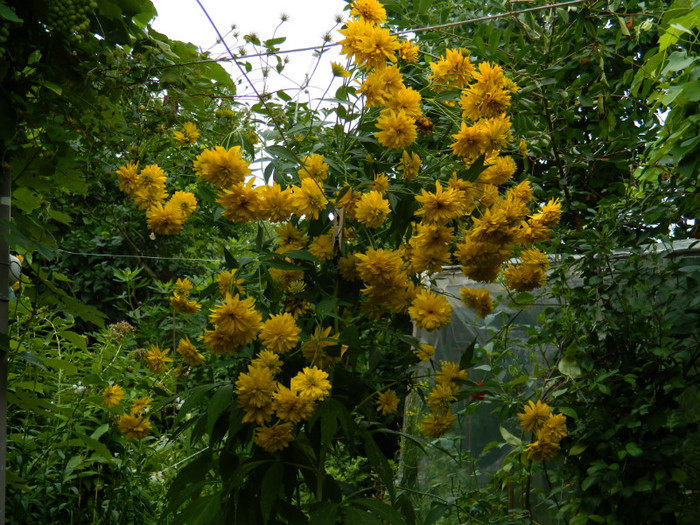 DSCN9706 - IULIE 2012