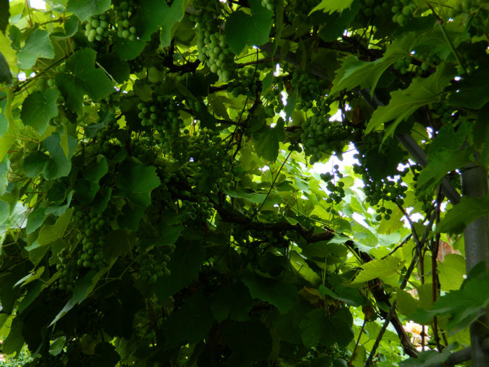 DSCN9711 - IULIE 2012