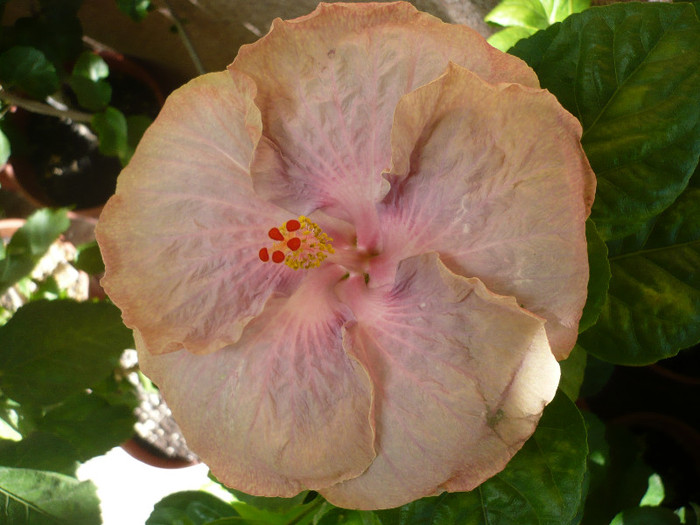 P1160518