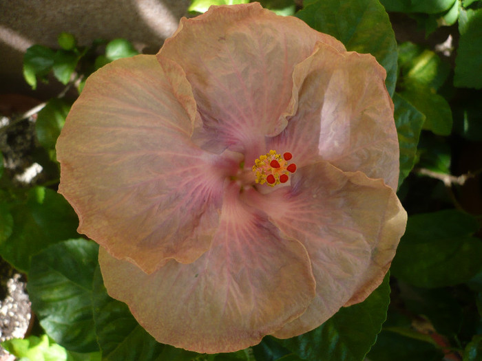 P1160519