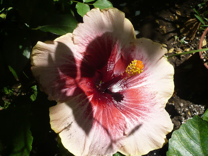 P1160525