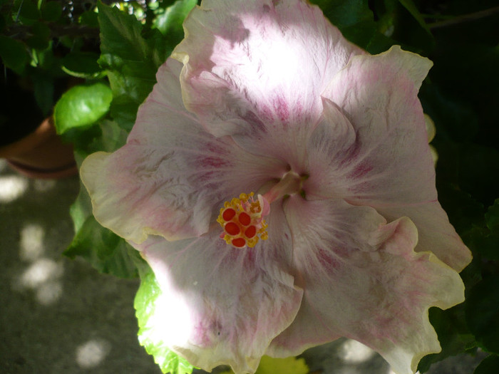 P1160530