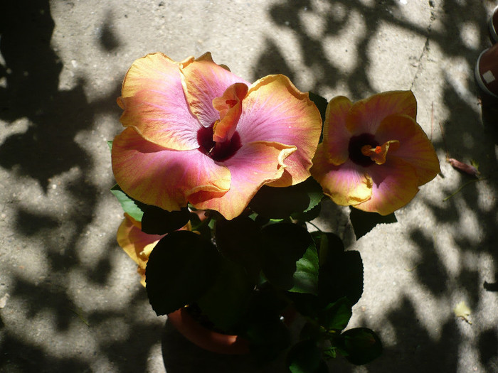 P1160534