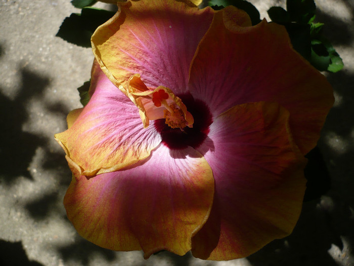 P1160537