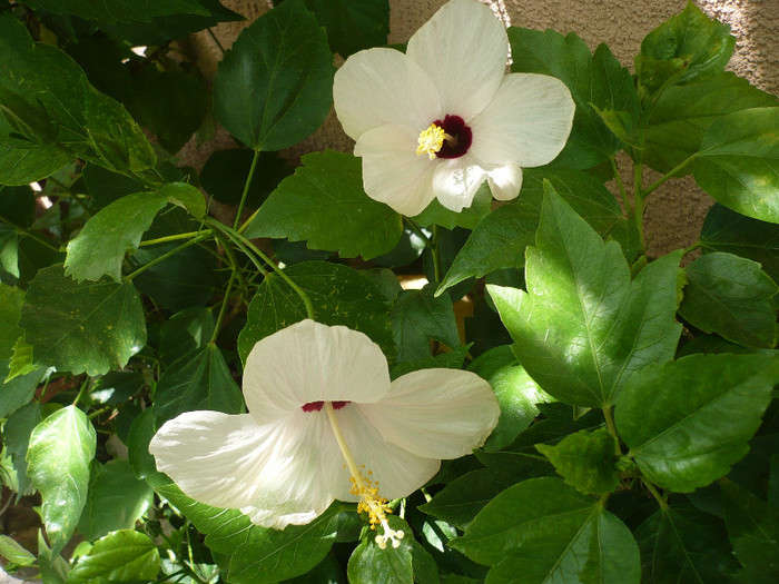 P1160540