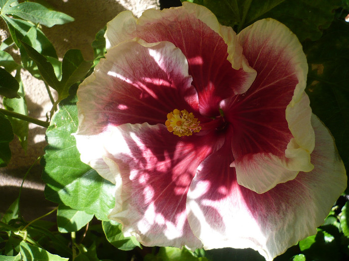 P1160541