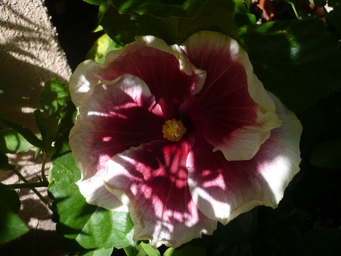 P1160542