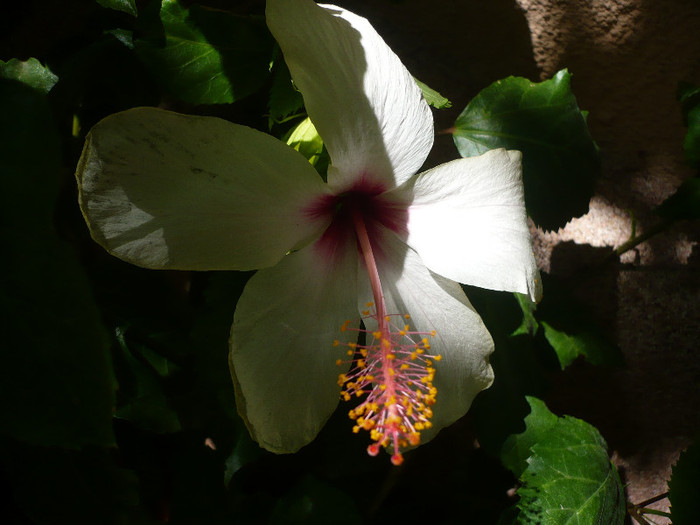 P1160547