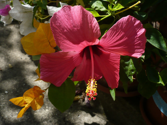 P1160549