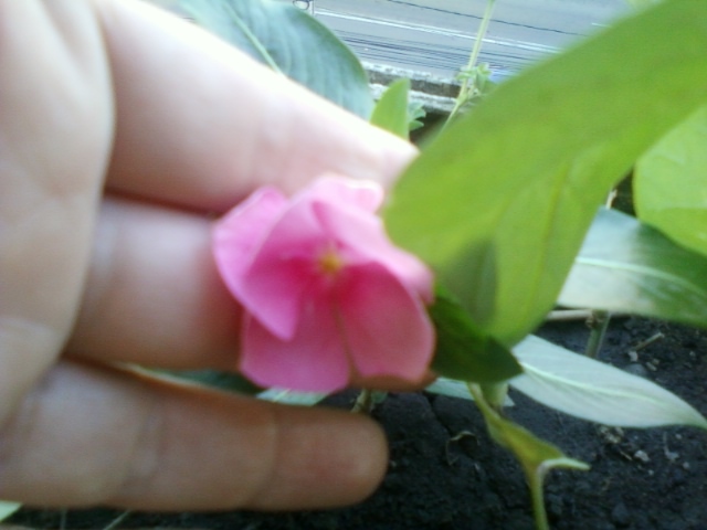 vinca roz