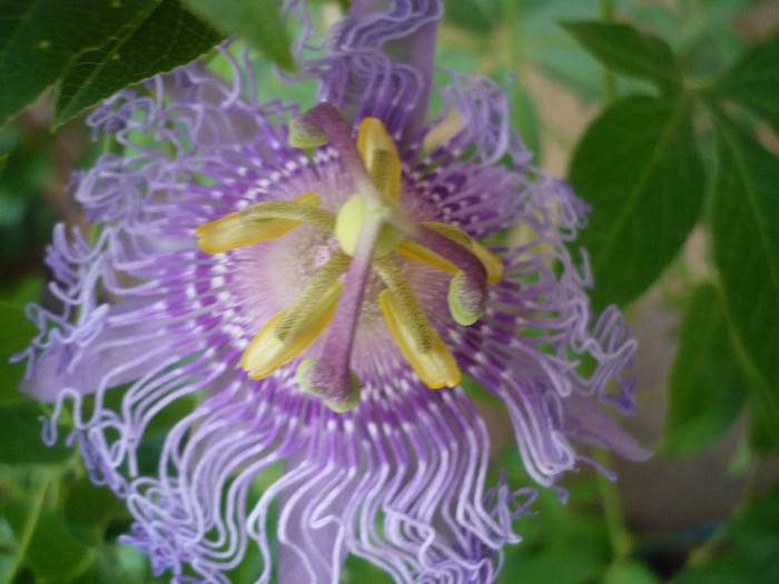 01.08.2012 - zzz-PASSIFLORA 2012-iesite din colectie