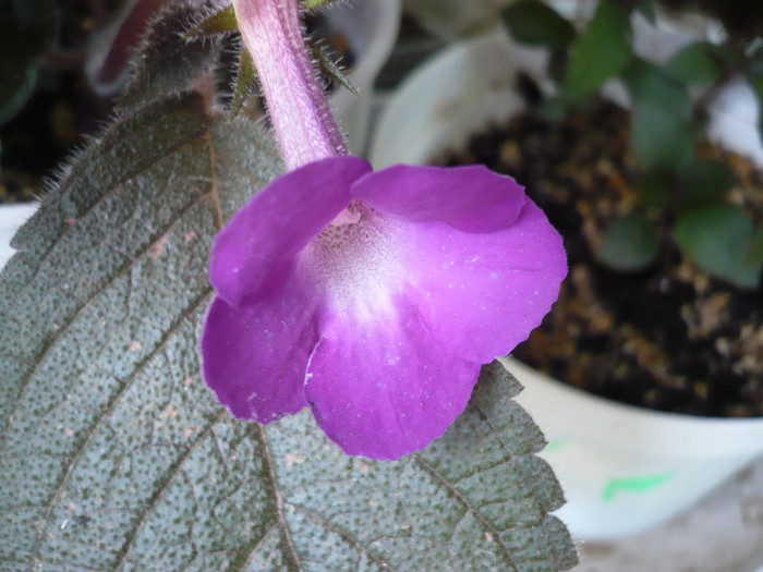 P1160506 - zzz-ACHIMENES 2012-iesiti din colectie