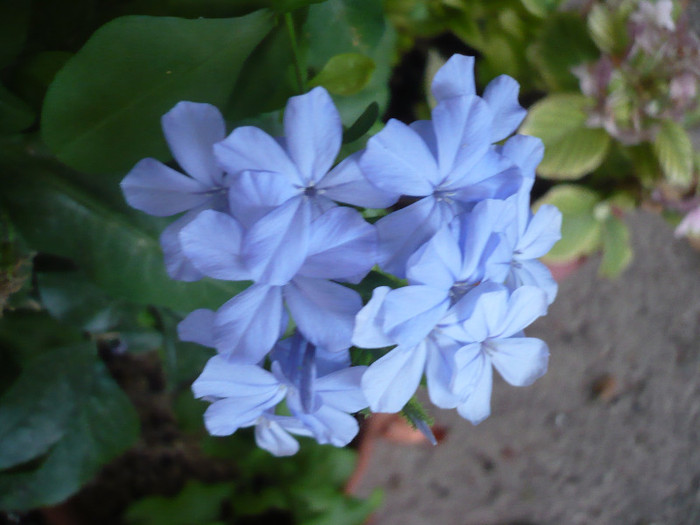 01.08.2012 - zzz-PLUMBAGO SI IASOMIE-iesite din colectie