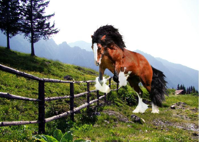 hgjgj - Horses