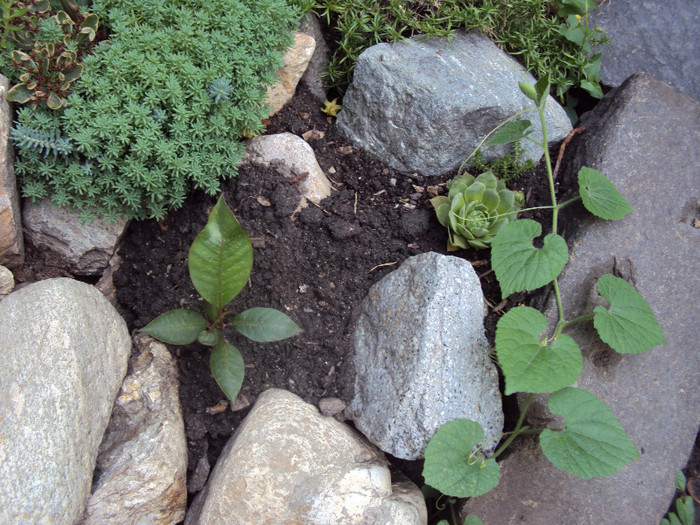 DSC08533 - Stancarie