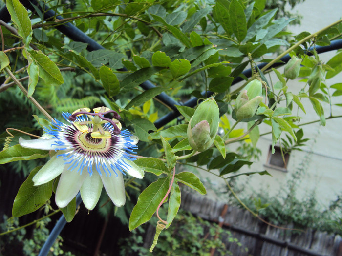 DSC08692 - Passiflora
