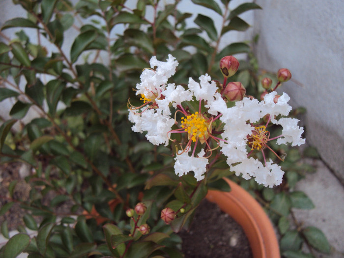 A inflorit cea alba! - Lagerstroemia indica