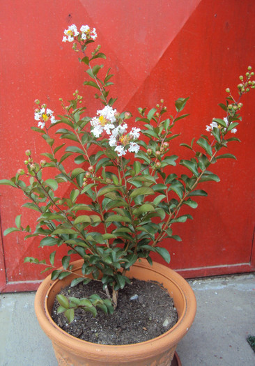 DSC08698 - Lagerstroemia indica