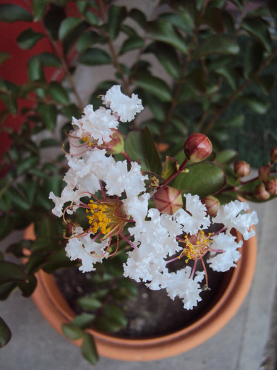 DSC08701 - Lagerstroemia indica