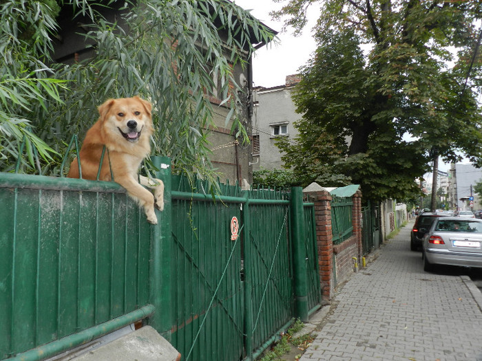 VEZI CA SUNT RAU:) - BUCURESTIUL MEU