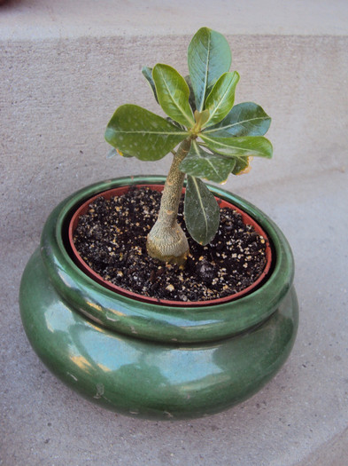 DSC08601 - Adenium