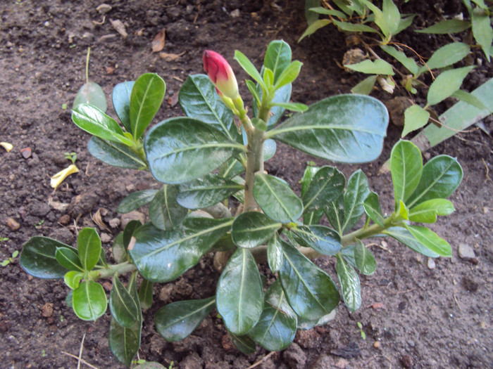 DSC08603 - Adenium